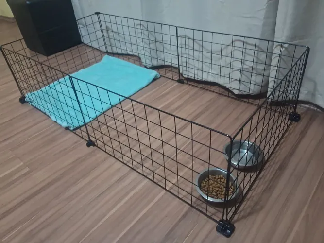 Cercadinho para seu Porquinho da Índia