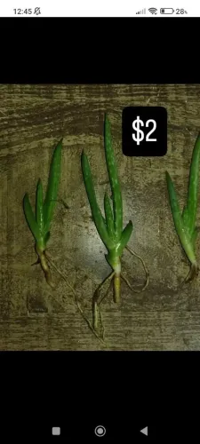 Mudas de Aloe vera (babosa)