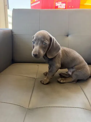 Cachorro