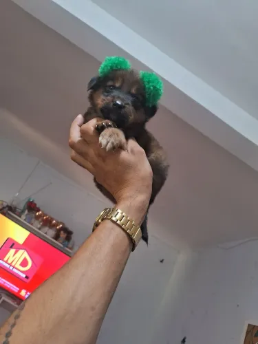 Shih tzu com Yorkshire 200 .