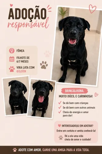 Adoção responsável golden misturado com vira lata fêmea