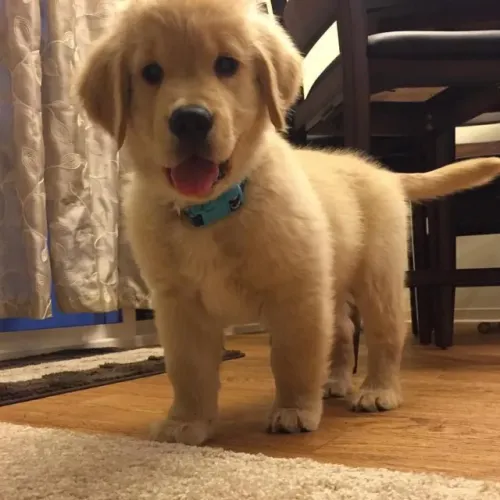 Filhotes de Golden Retriever | Amor em todos os momentos!