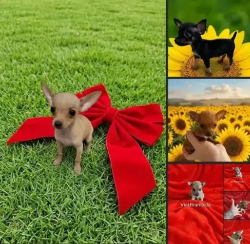 Feminha e machinho filhotinhos de pinscher miniatura zerinho disponíveis pronta entrega 