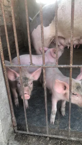 Filhotes de porco pra venda