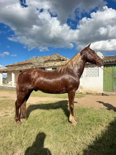 Cavalo castrado mangalarga de picado à venda