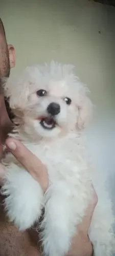 Poodle fêmea com 3 meses 