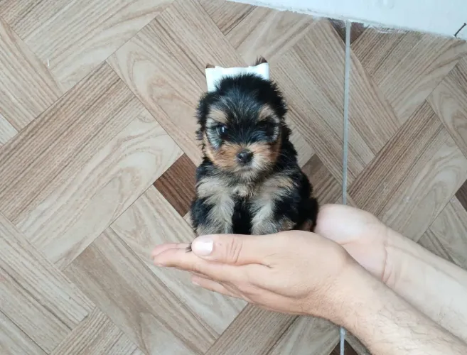 Yorkshire MINI PURO ORIGINAL !
