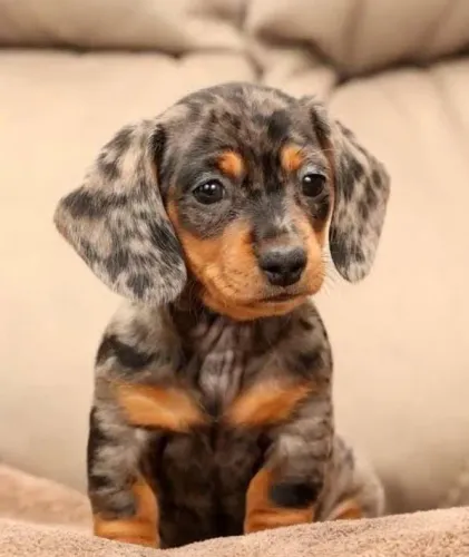 Basset Dachshund Alerquim Filhotes Miniaturas Genética Perfeita. 