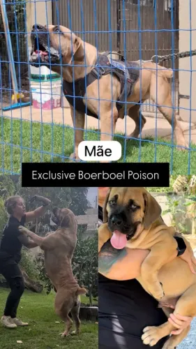Filhote de Boerboel