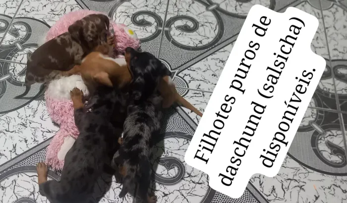 FILHOTES DE DACHSHUND "SALSICHINHA" DISPONÍVEIS