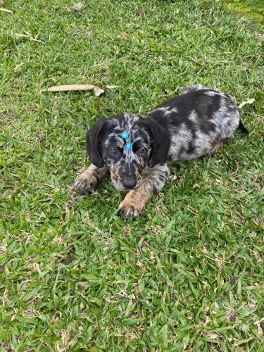 Dachshund mofadinha machinho Mini$1.700,00