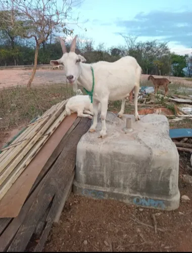 cabra