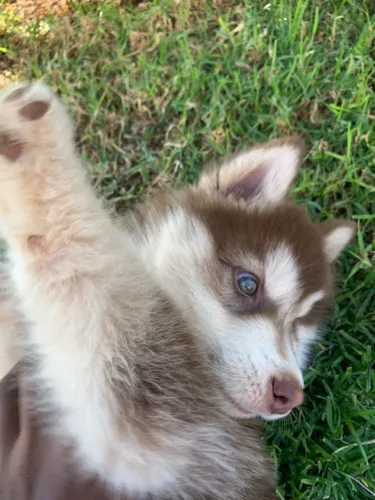 Husky siberiano Cachorrinho que merece atenção na sua pesquisa