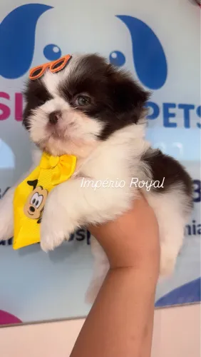 Shihtzu Branco/chocolate Olhos Azuis