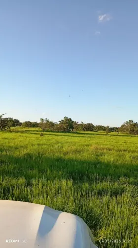 Pasto para Arrendamento Cocalinho/MT.