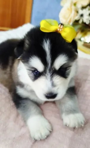  Husky siberiano