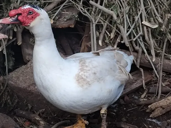 patos