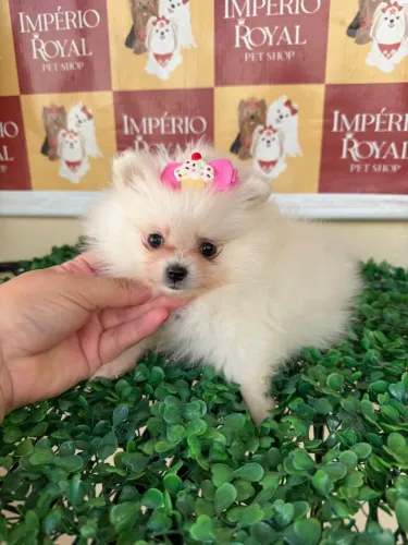 Spitz Fêmea Linda! Pronta Entrega e com pedigree cbkc
