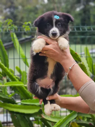 Border Collie | Entrega em Goiânia dia 22/06