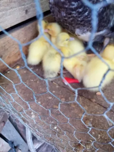 Patinhos a venda