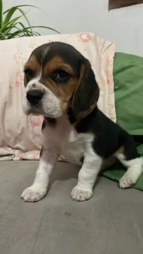 Filhote de Beagle o pequeno explorador que leva diversão para todos os dias
