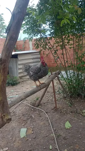 Galo 