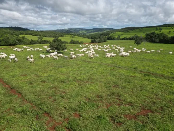 Fazenda Itapaci - Go