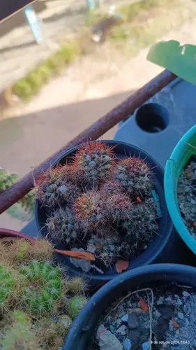 Cacto