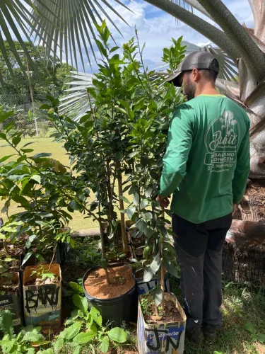 Mudas de laranja limão mexerica 