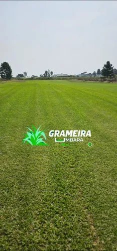 Grama sempre verde 