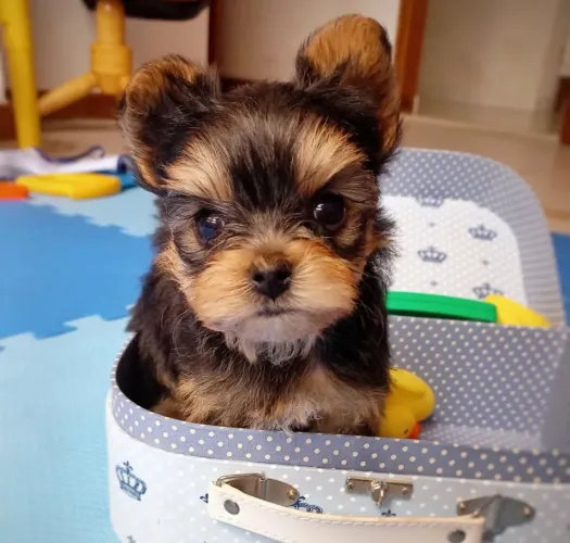 Filhote Yorkshire Terrier, Um Novo Integrante Para Sua Família Te Espera Aqui!