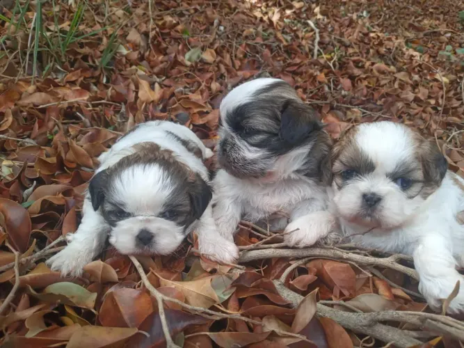 Shih Tzu Doçura e Elegância em Cada Filhote