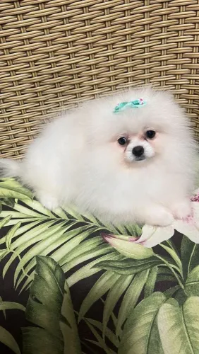 Spitz Alemão farta de pelagem ursinha