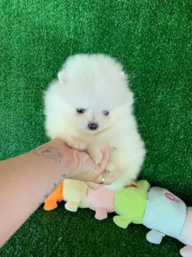 Filhote de Pomeranian Branco