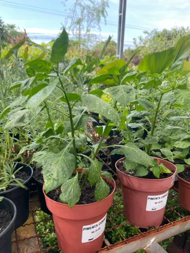 Muda de Pimenta Cumari