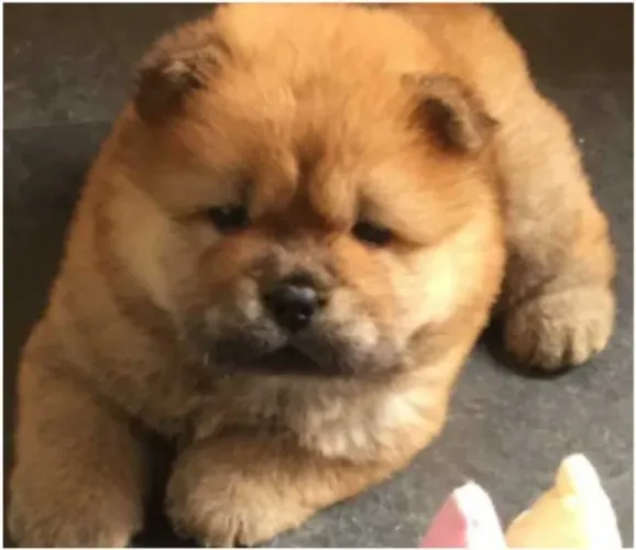 Chow Chow os mais saudaveis e legetimos pacotinhos de amor