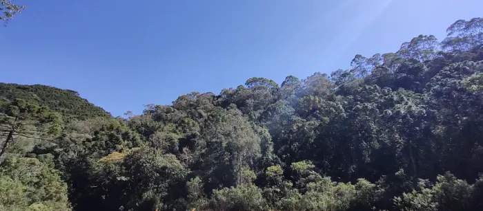 Terreno de 17 hectares rico em araucárias em Delfim Moreira- Sul de Minas Gerais.