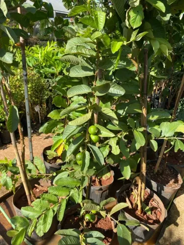 Muda de goiaba tailandesa de pote grande 