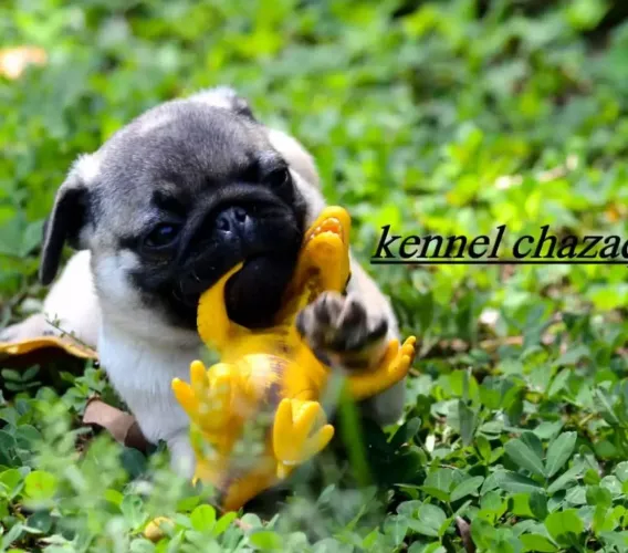 Pug - invista em amor e carinho valor acessível