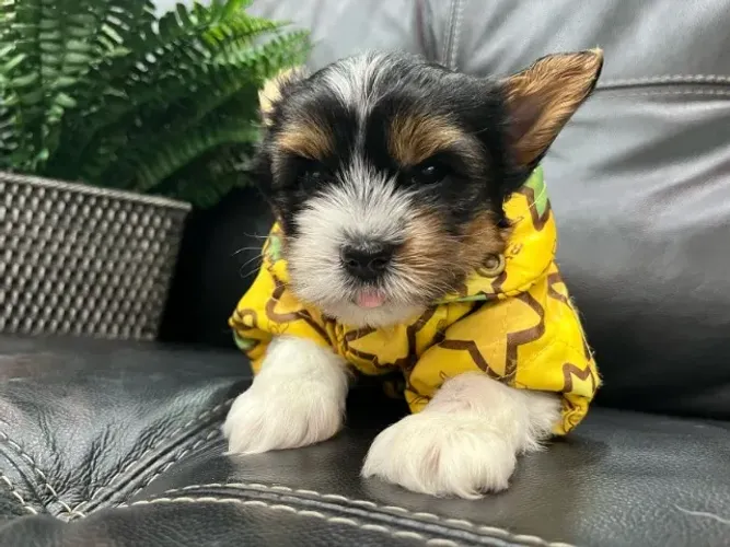 Biewer Yorkshire Mini Tricolor - O charme de um cãozinho único!