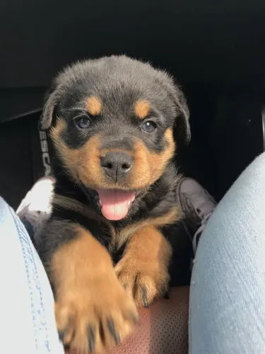 Filhote Rottweiler esperto pedindo cafune