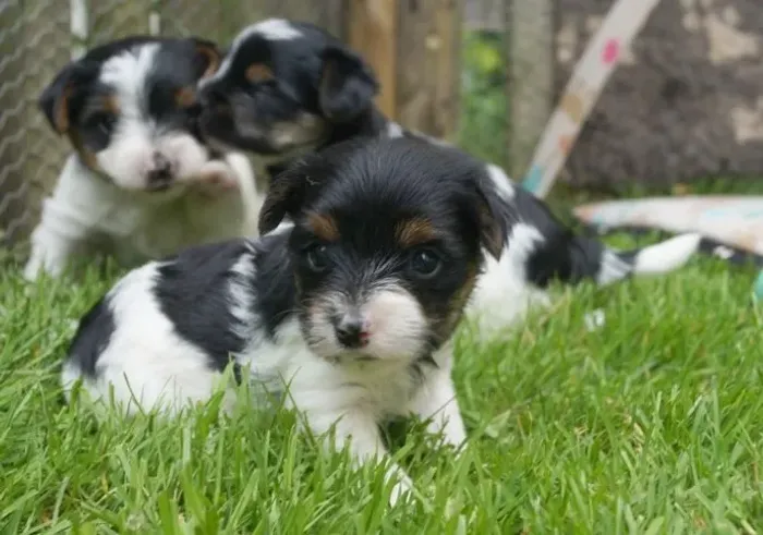 Biewer Terrier Macho Tricolor Pronto para um Novo Lar