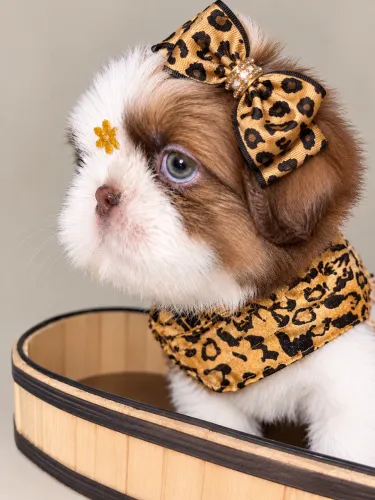 Shih tzu fêmea perfeita 