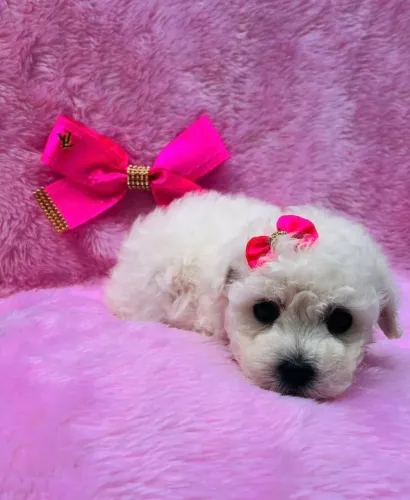 Poodle miniaturas- Lindas cores