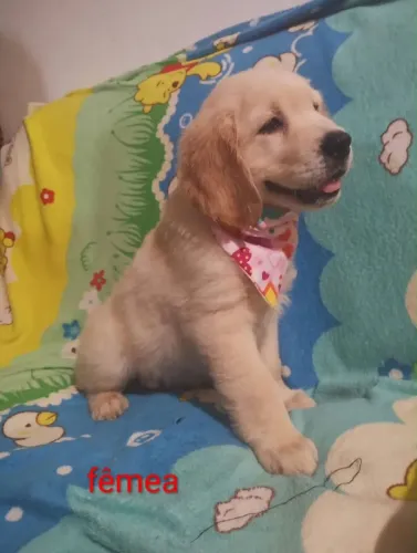 Filhote Golden Retriever, Uma explosão de fofura pronta para ser sua!