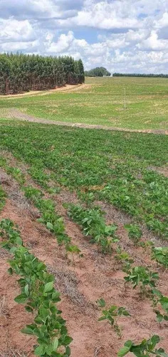 Fazenda à venda, 350 alqueires por R$ 128.000.000 - Região de Itapetininga/SP