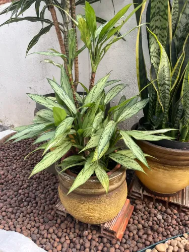 Planta comigo ninguém pode