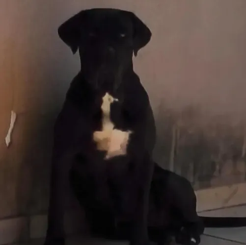 Filhote cane corso 