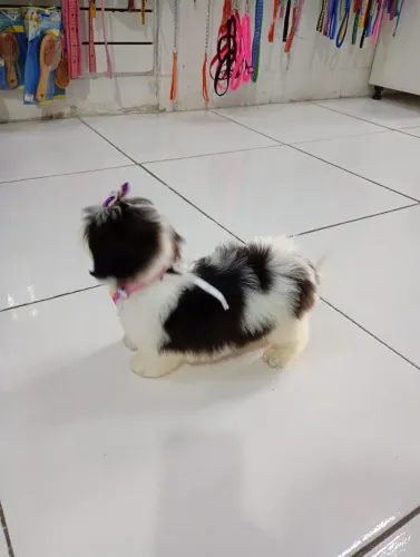 Filhote de shih Tzu fêmea preta e branca a pronta entrega R$ 1,500 sou de Mesquita 
