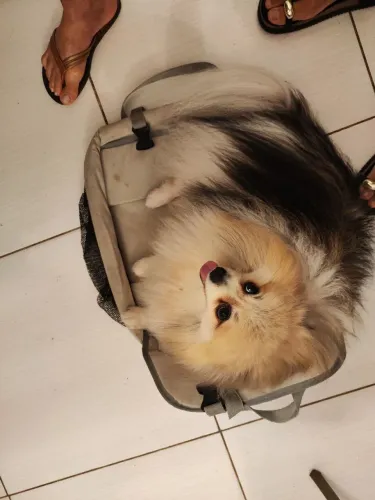 Para transportar cachorro ?